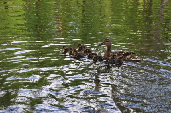 DSC_0599.JPG