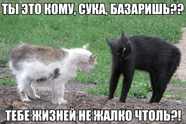 1410927307_podb_12.jpg