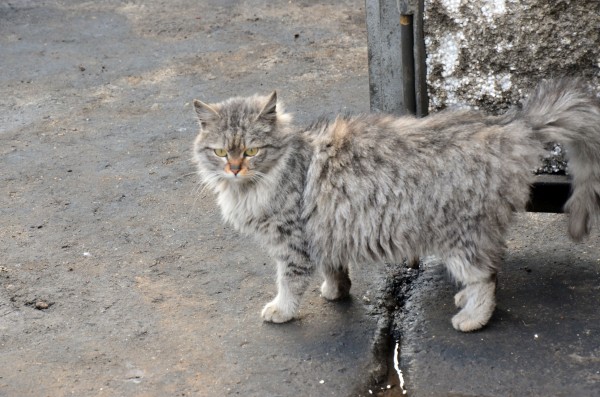 DSC_4039.JPG