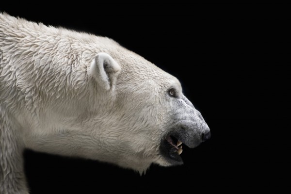 o-ANGRY-POLAR-BEAR-facebook.jpg