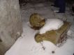 turt_DSC09820.jpg